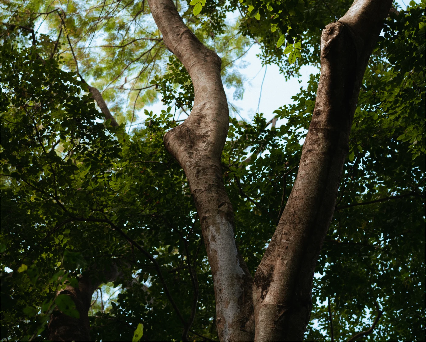 Plantation Teak Tree Canopy