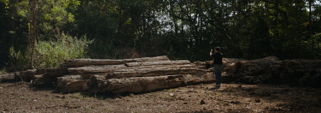 Traceable Plantation Timber & Forest Survey